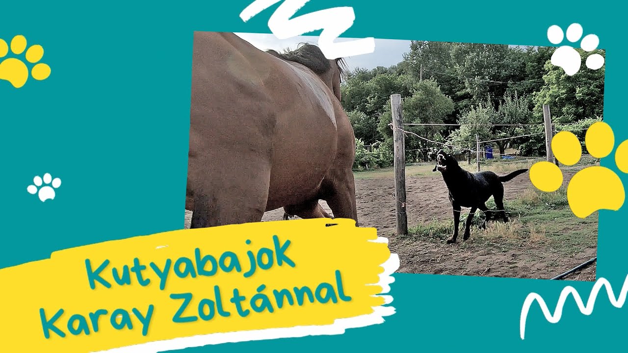 A Háborgó Labradog / Kutyabajok Karay Zoltánnal
