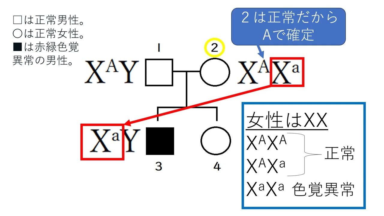 伴性遺伝と家系図に関する問題　高校生物