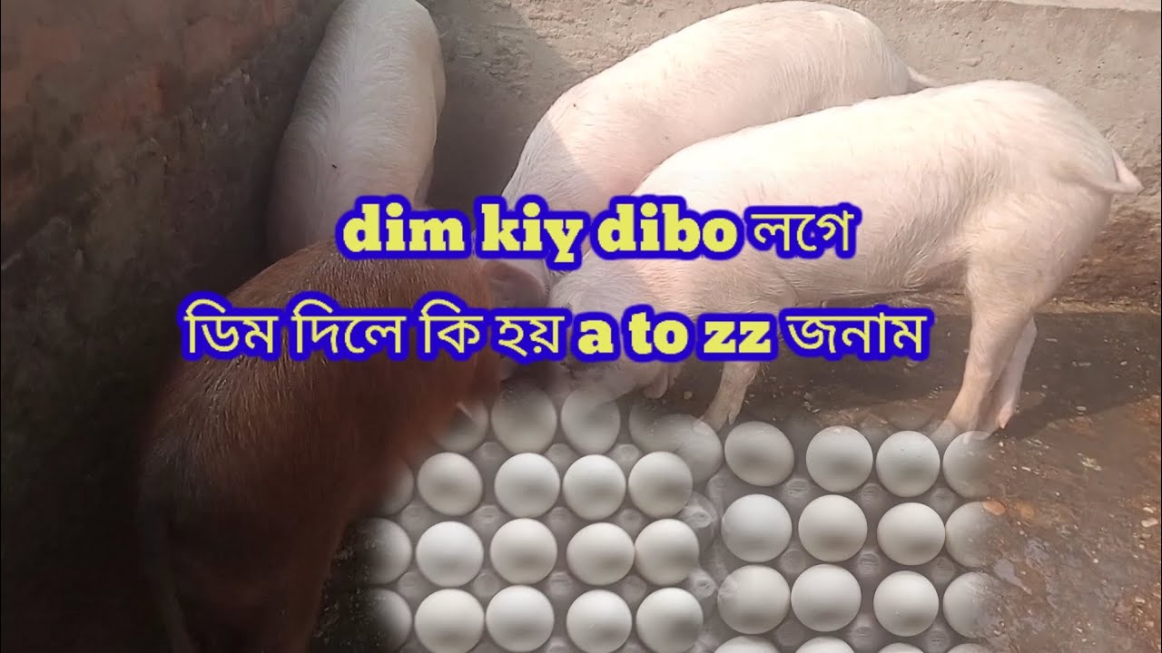 piggary farm in assam / gahori farm