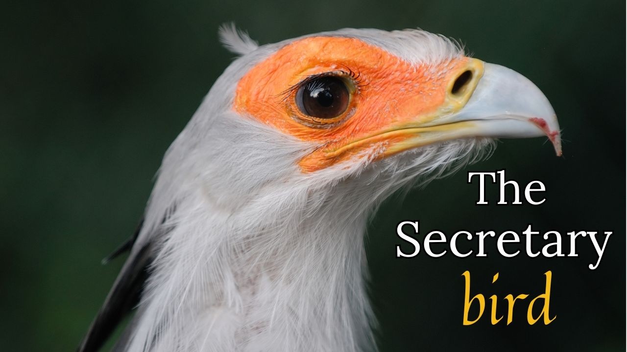 The Long-Lashed Bird That Kicks Snakes