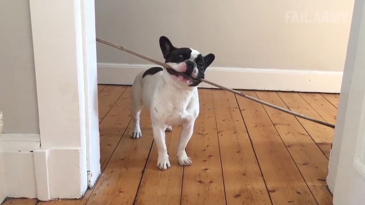 Try Not to Laugh 😍 Funny Animal Fails 2018  Funny Animals Compilation