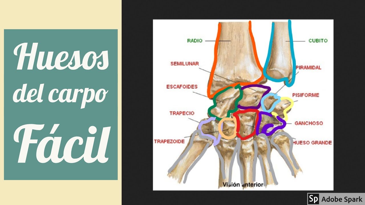 Huesos del carpo en 2 minutos + Mnemotecnias