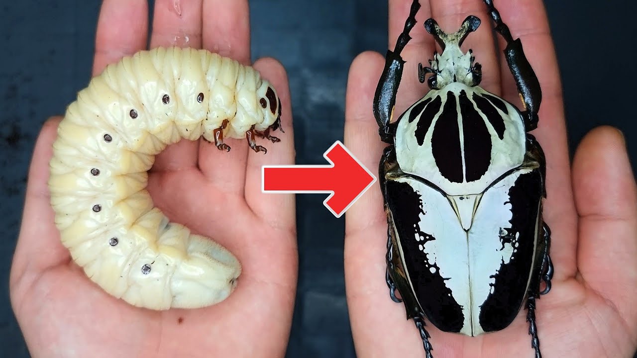 How to breed Goliathus?! Goliathus (Beetle ASMR)