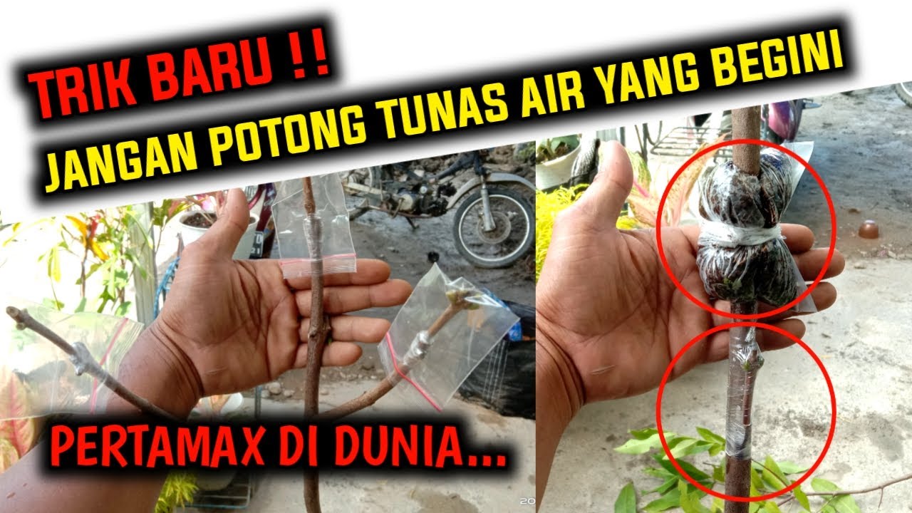 JANGAN DIBUANG ‼️ DENGAN 3 TEKNIK INI TUNAS AIR LOKAL BISA DIMANFAATKAN