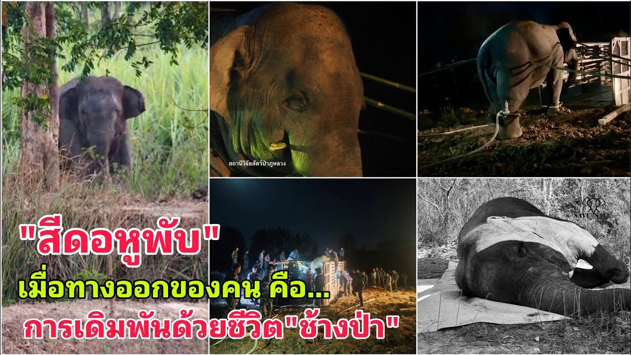 มีคำสั่งให้นำช้างป่า 4ตัวออกจาก อช.ภูเวียง เพื่อลดผลกระทบต่อชุมชน เมื่อทางออกเดิมพันด้วยชีวิตช้างป่า