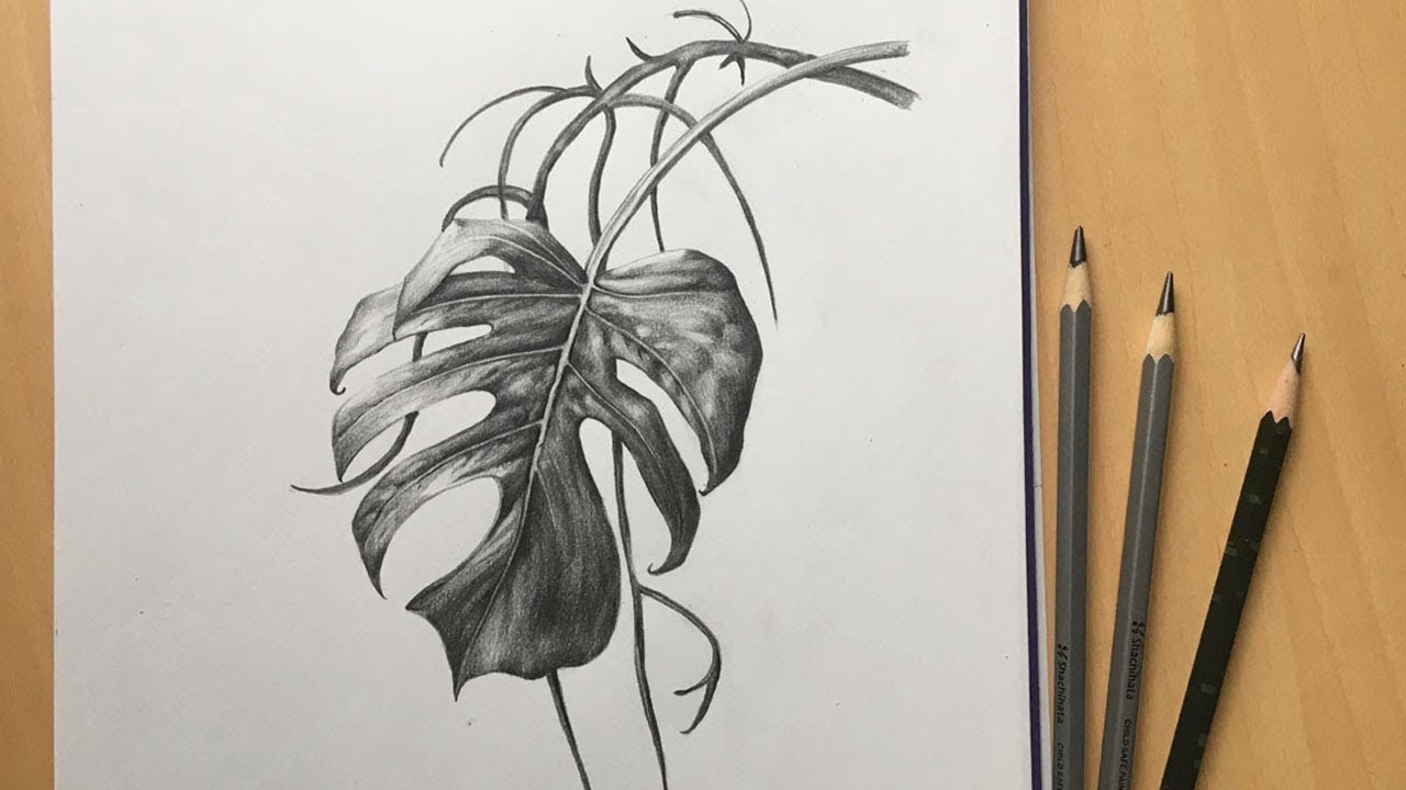How to Draw a Leaf with Pencil  | Monstera Leaf drawing | Foliage Pencil Sketch