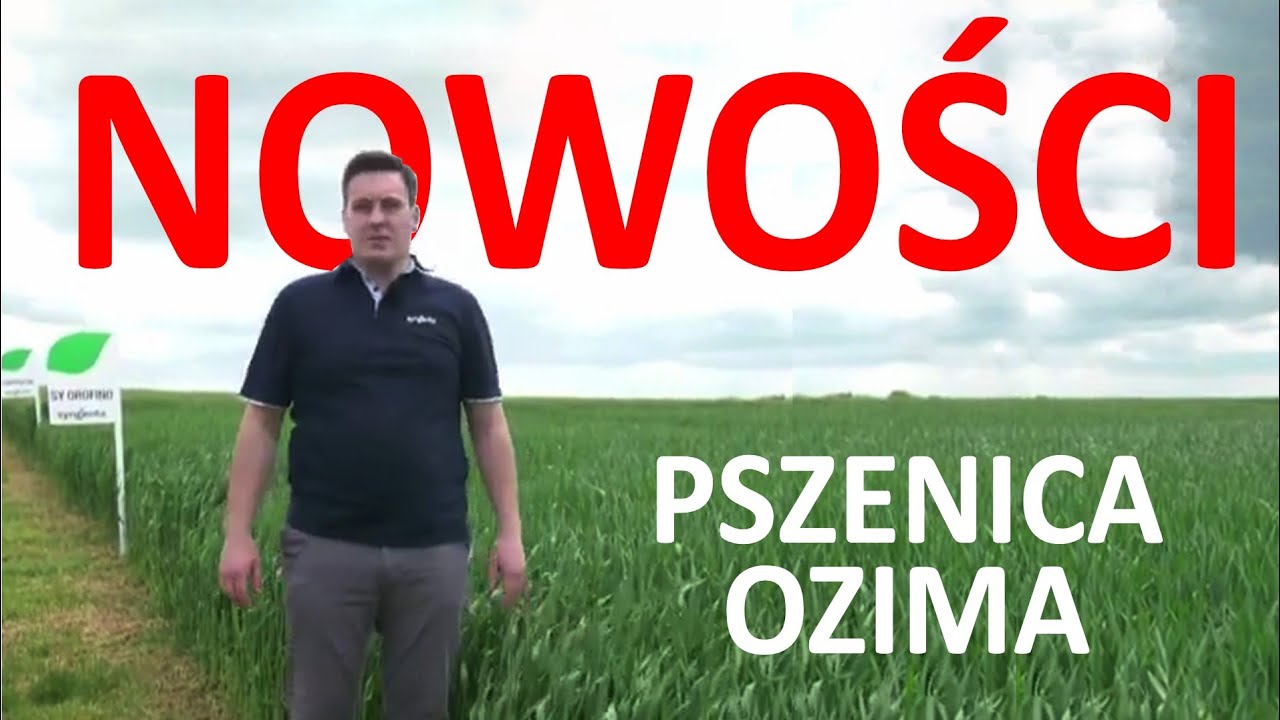NOWE odmiany PSZENIC OZIMYCH Syngenta