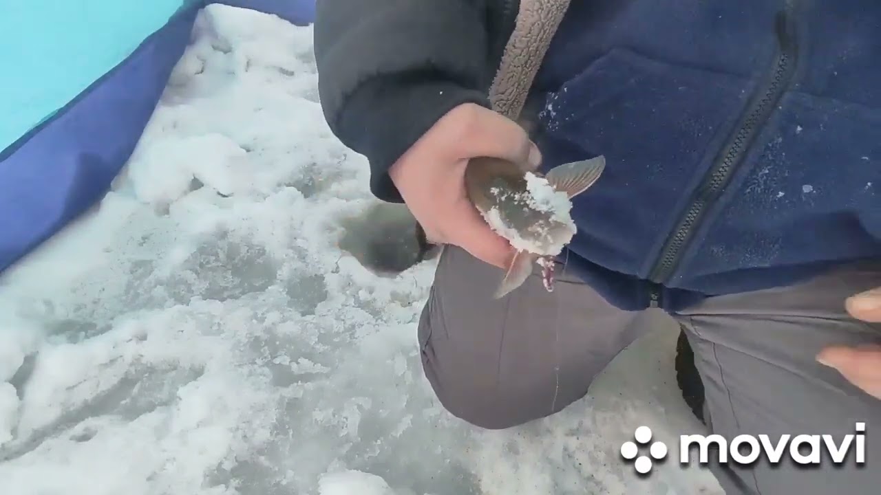 Ловля Подуста зимой. подуст пошёл!