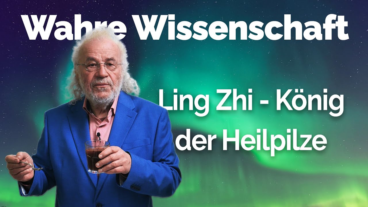 Ling Zhi/Reishi - der K&ouml;nig der Heilpilze.