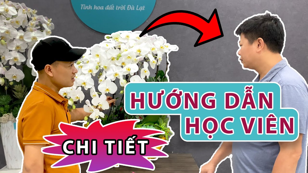 Hướng Dẫn Cắm Chậu Lan Hồ Điệp chậu thuyền | lannia