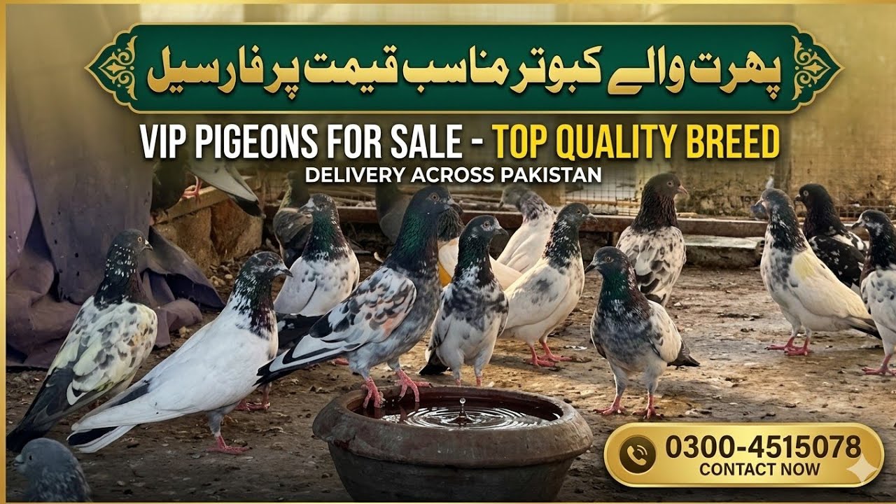 VIP Kabootar For Sale | Top Quality Breed Kabootar Pakistan 😲” 03004515078