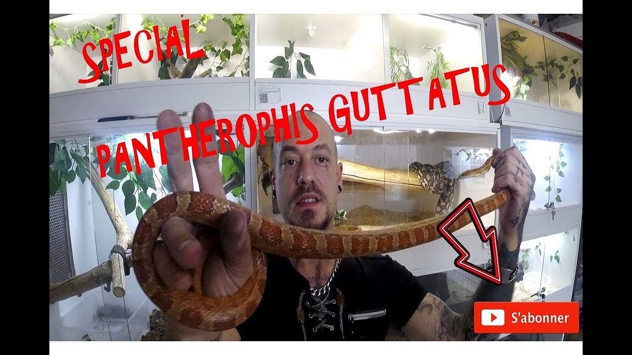 SPÉCIAL  PANTHEROPHIS Guttatus (TUTO : Adopter un serpent des blés)-Venom.X