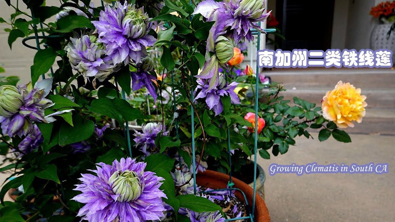 南加州藤月+铁线莲的绝美搭配 （下集：二类铁线莲品种选择) Climbing Rose & Clematis in South CA ( Clematis Prune 2 Varieties)