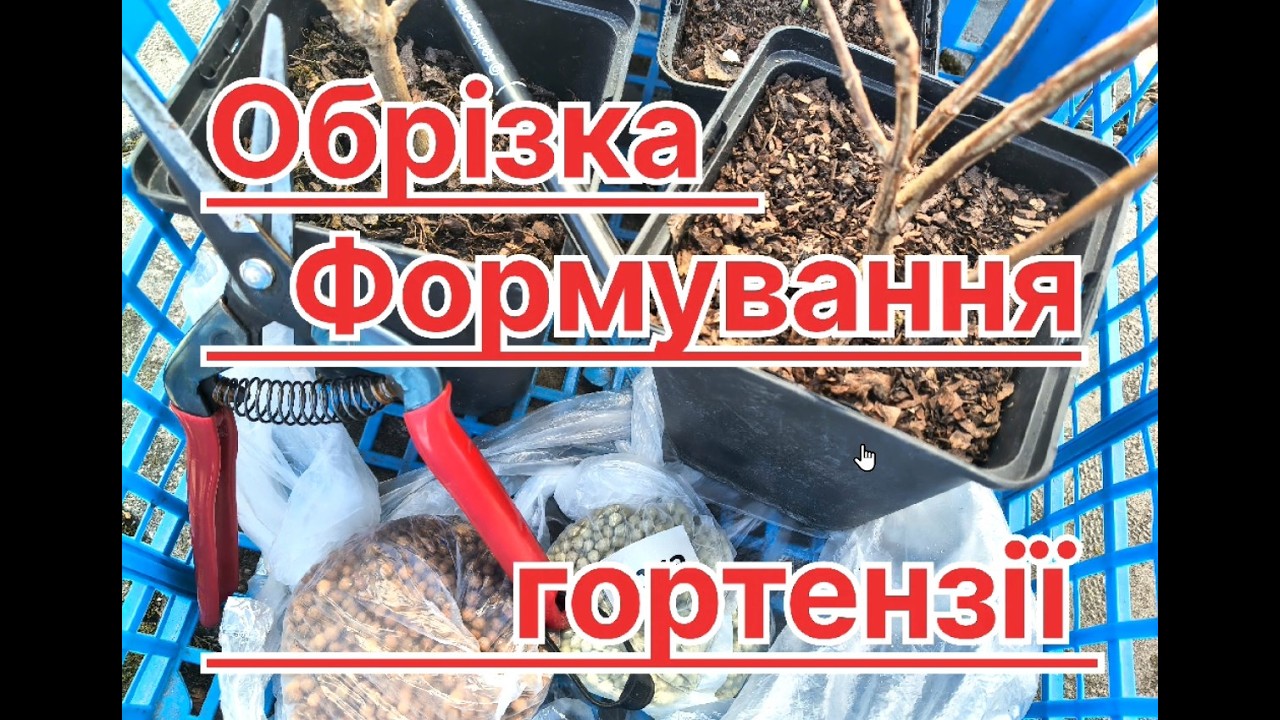 Інструкція для сестрички. Варіанти, нюанси обрізки та формування деревовидної і волотистої гортензії