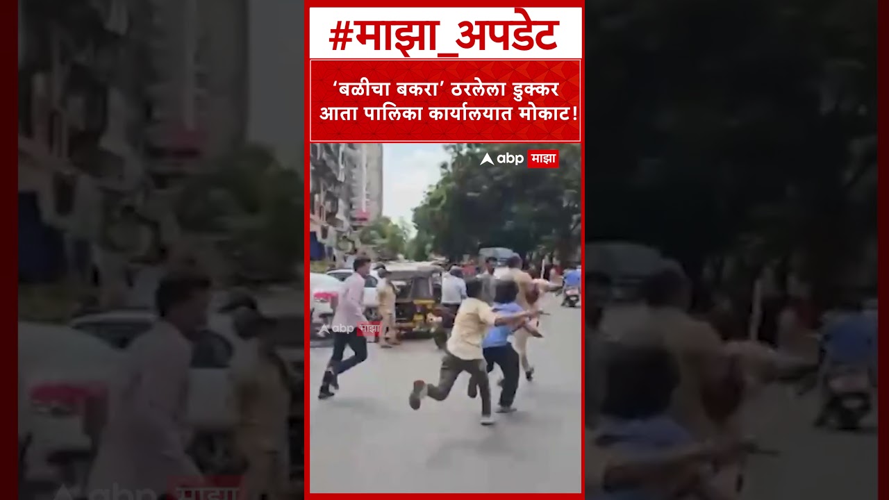Miraroad Society Pig : बकऱ्यांच्या वादातील 'ते' डुक्कर थेट महापालिकेत सरकारी पाहुणा