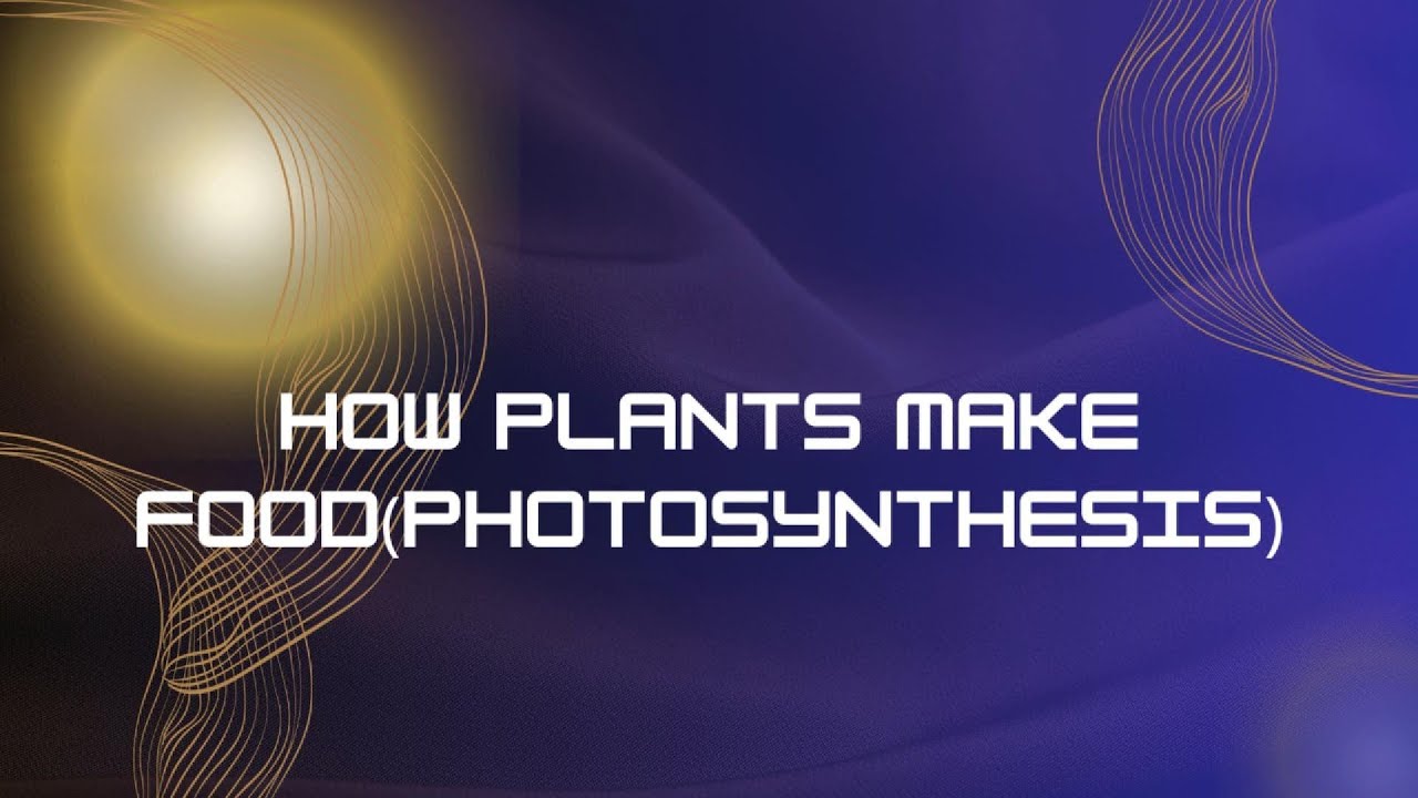 how plants make food - photosynthesis