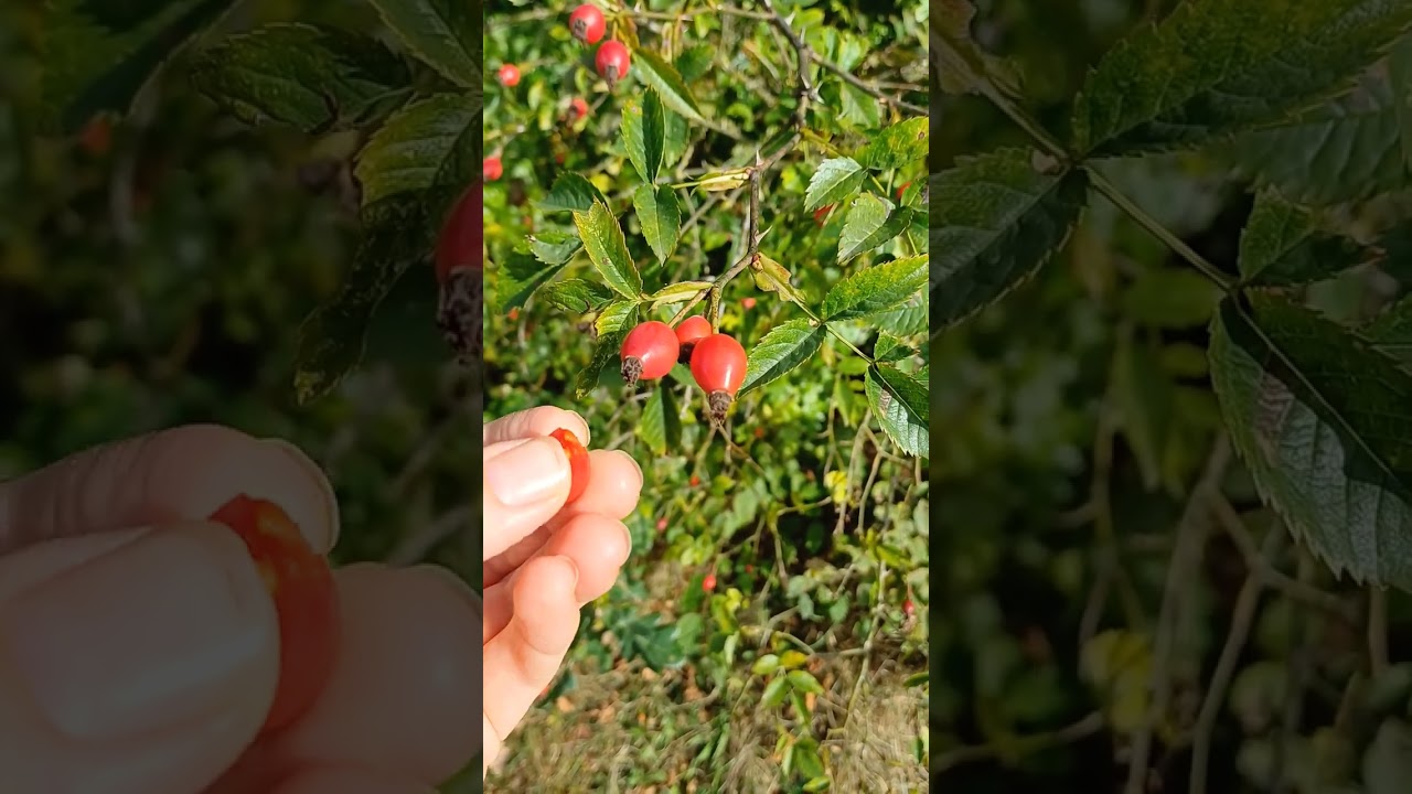 L' &eacute;glantier - Rosa canina : les feuilles et les fruits