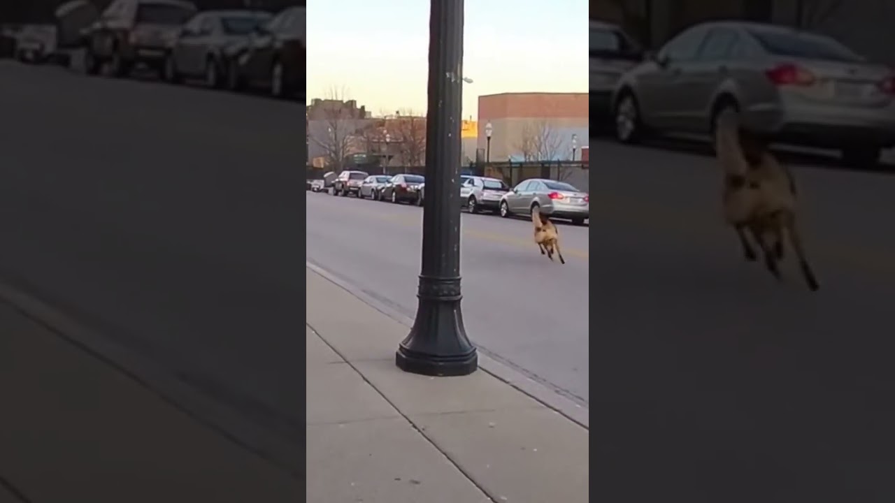 Dog Caught Driving by Police!