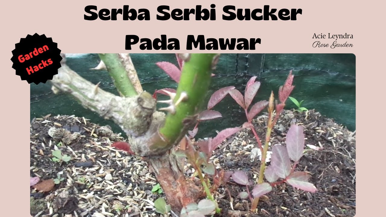 Salah Satu Penyebab Mawar Tak Pernah Berbunga Lagi // Serba Serbi Sucker Pada Mawar