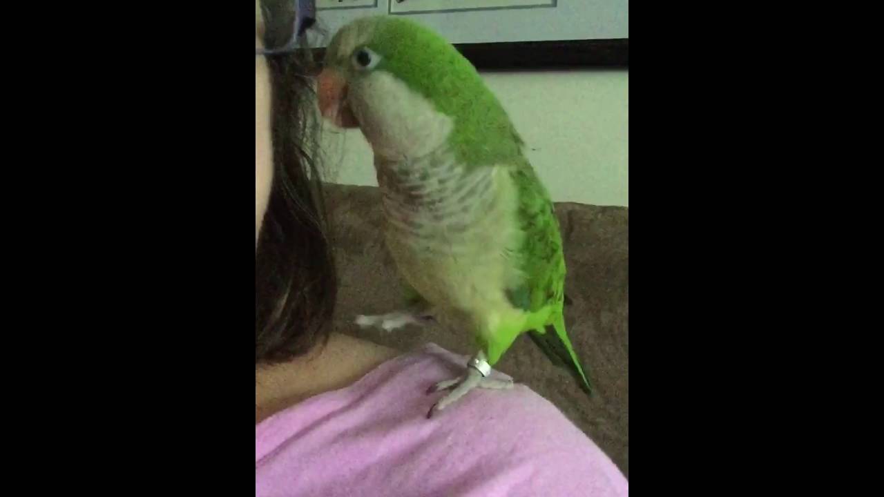 Bhurji The Quaker loves to dance! 💚💚💚