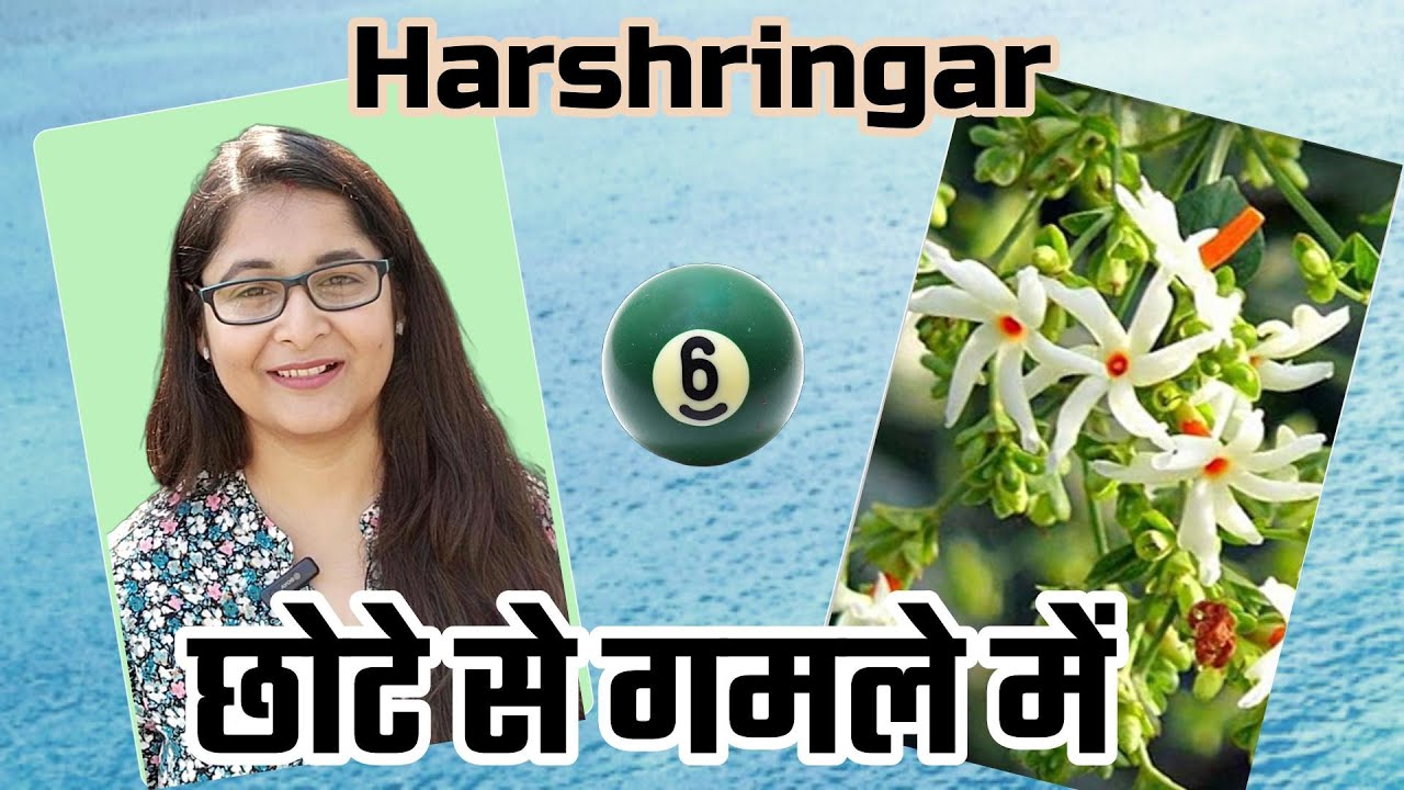 🔴HARSHRINGAR ROOT PRUNING PARIJAT, NIGHT JASMINE हारश्रिंगार पारिजात #gardening #harshringar #plant