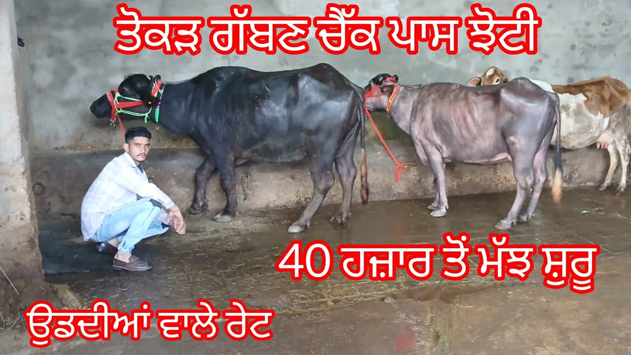 ਤੋਕੜ ਗੱਭਣ ਚੈੱਕ ਪਾਸ ਝੋਟੀ 8 ਕਿਲੋ ਦੁੱਧ 40 ਹਜ਼ਾਰ ਤੋਂ ਮੱਝ ਸ਼ੁਰੂ ਲੁੱਟ ਲੋ ਮੇਲਾ /buffalo and cow for sale 