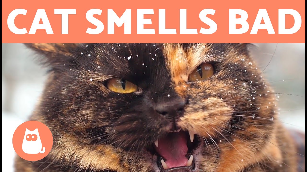 My CAT SMELLS VERY BAD 🐱💨😵‍💫 (Why and What to Do)