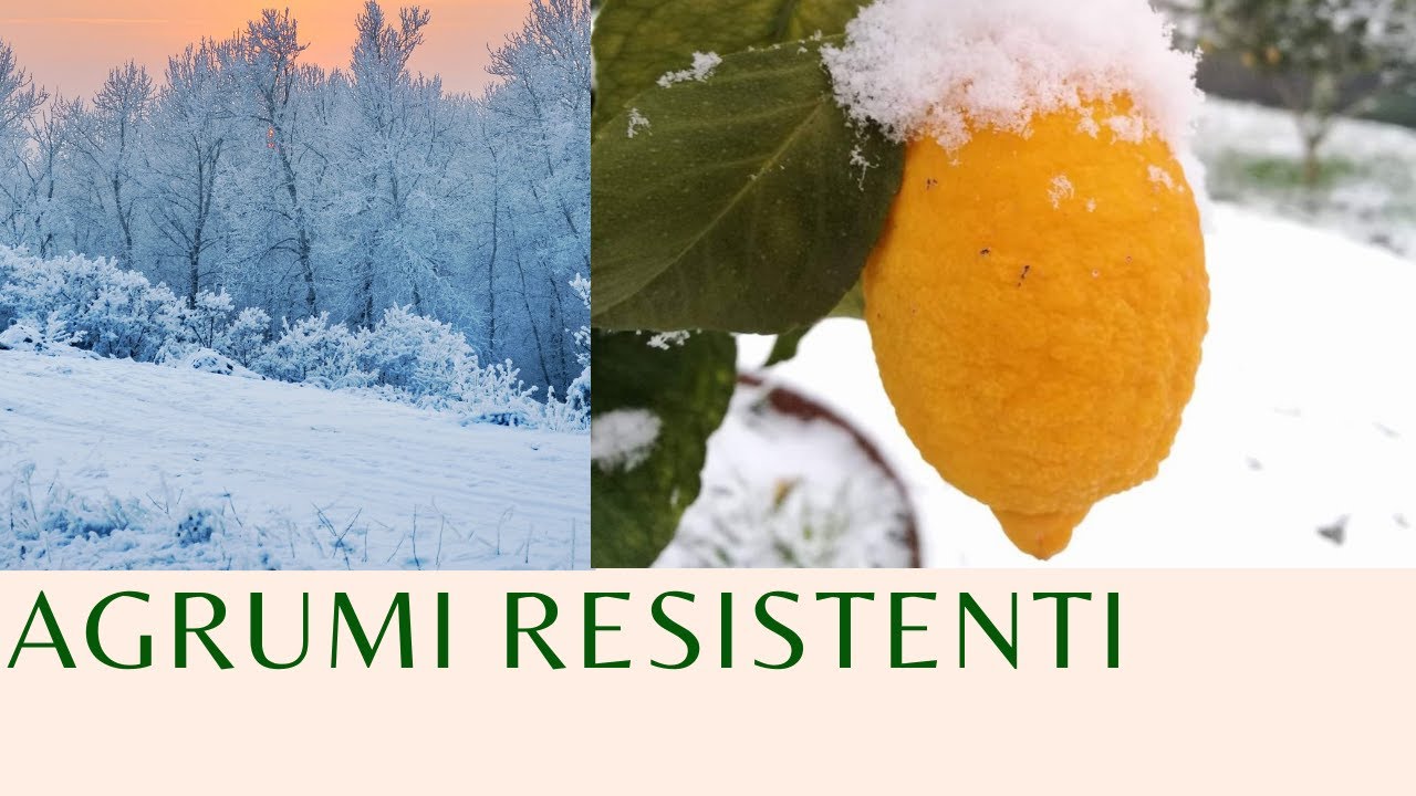 AGRUMI RESISTENTI AL FREDDO - AGRUMI LENZI