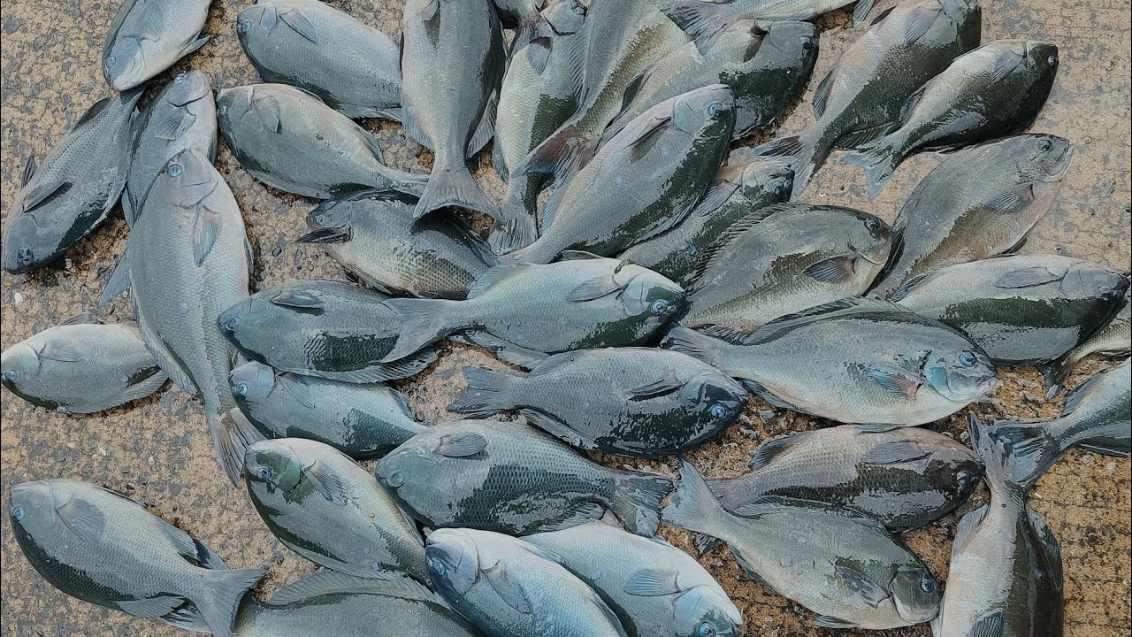 ２０２６年２月　鹿児島・佐多岬　沖磯のクロ釣り　パターンフィッシングの釣趣…の巻