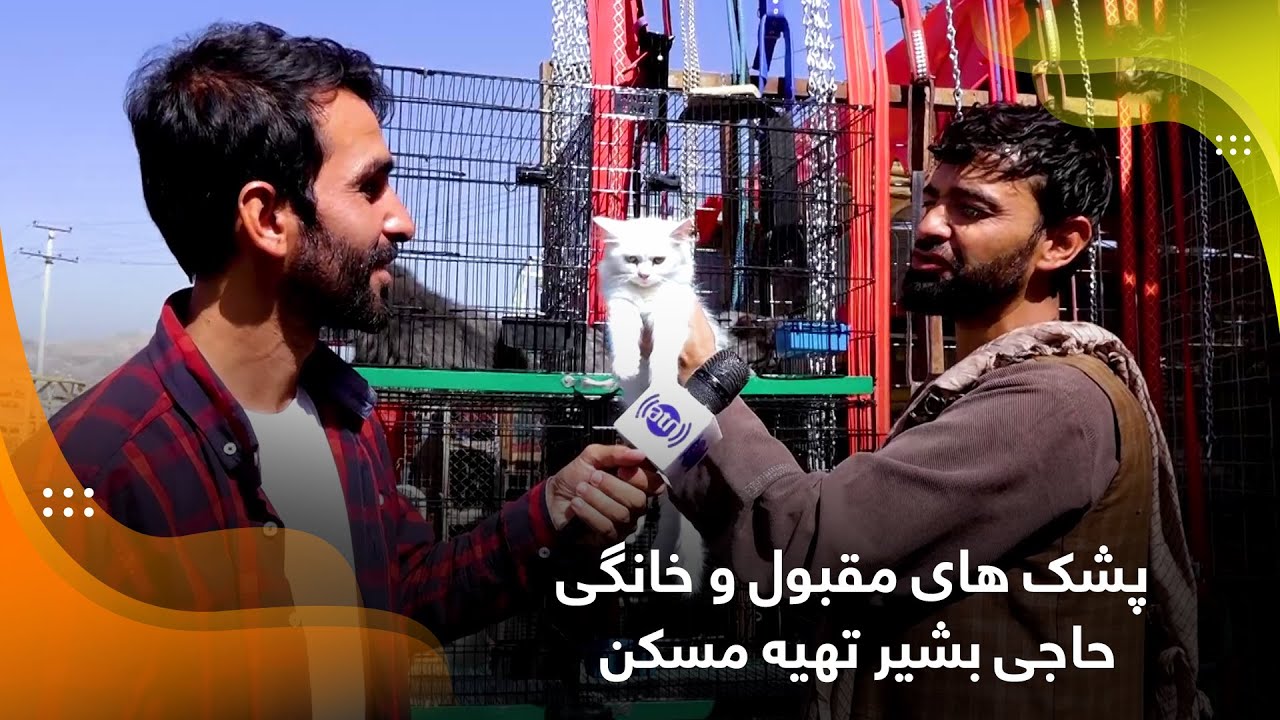 Beautiful pet cats of Haji Bashir Tahia Maskan / پشک های مقبول و خانگی حاجی بشیر تهیه مسکن