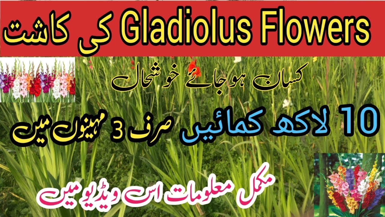 gladiolus flower kasht krain ameer bnain|gladiolus flower farming in pakistan
