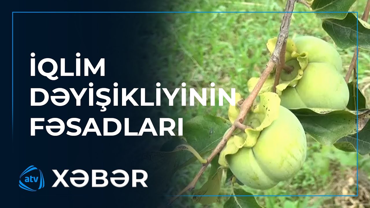 Xurma ağaclarında meyvə qəribə formadadır