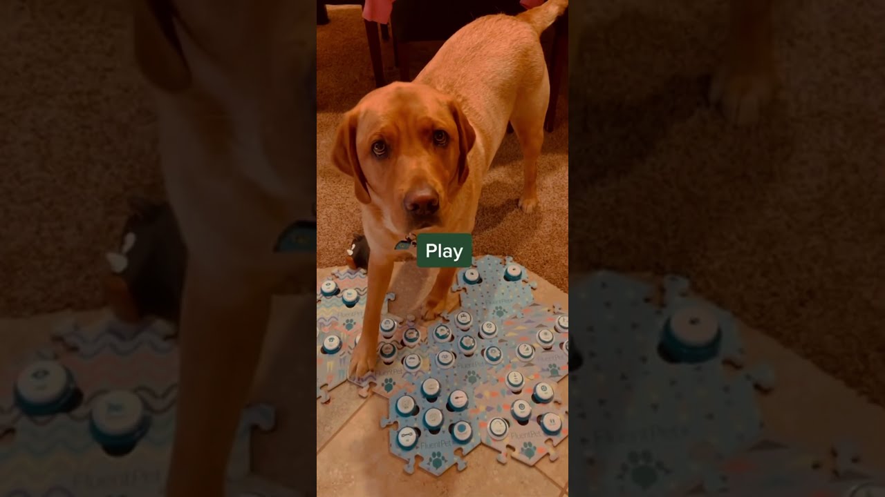 Chats with my dog Copper.
