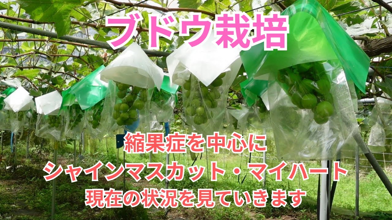 ぶどう栽培中に発生する縮果症がシャインマスカット、マイハートに発生しました。現在の状況等をお伝えします。