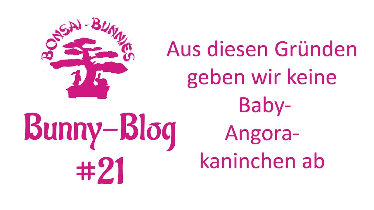 Bunny-Blog 21 Warum wir keine Babykaninchen vermitteln
