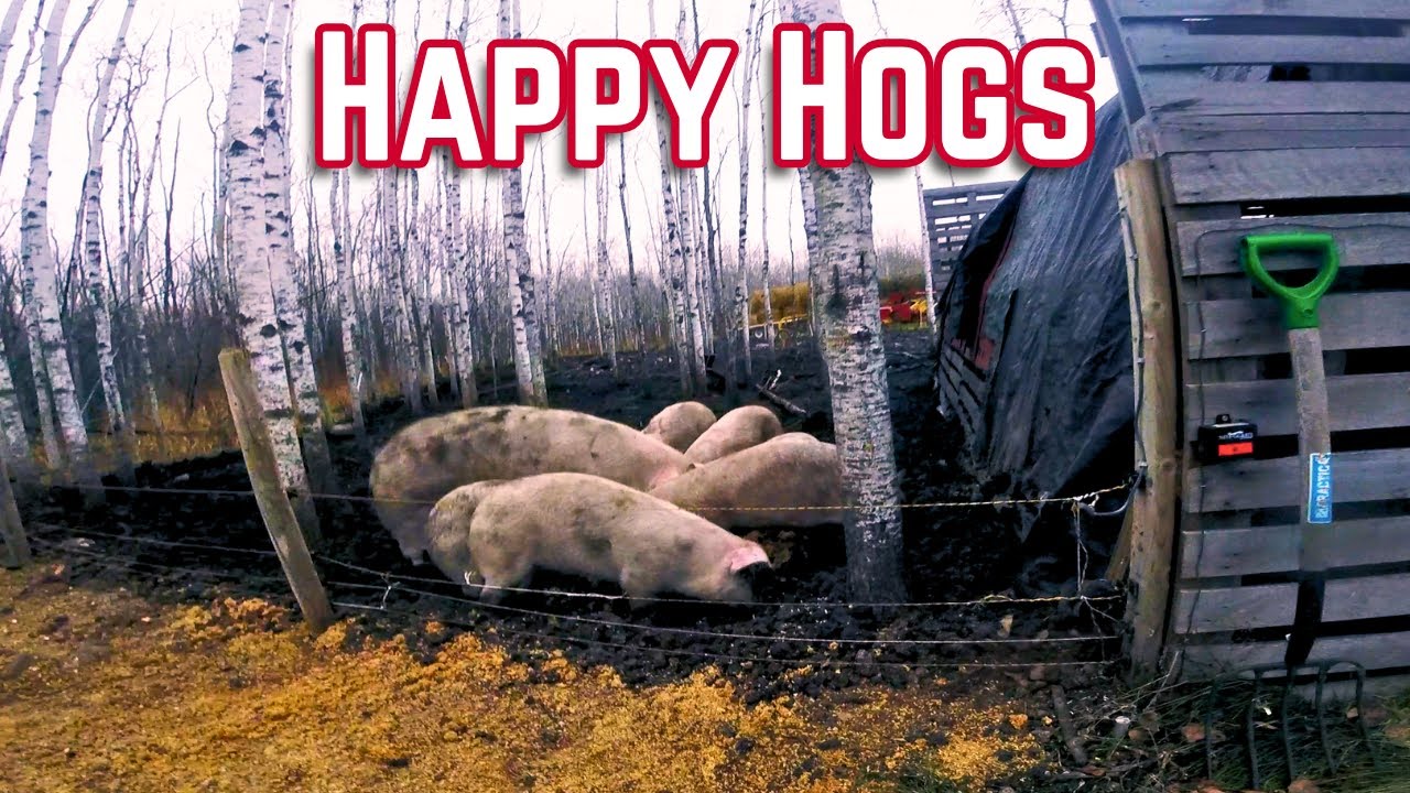 Another Busy Morning Feeding the Pigs & Everyone Else