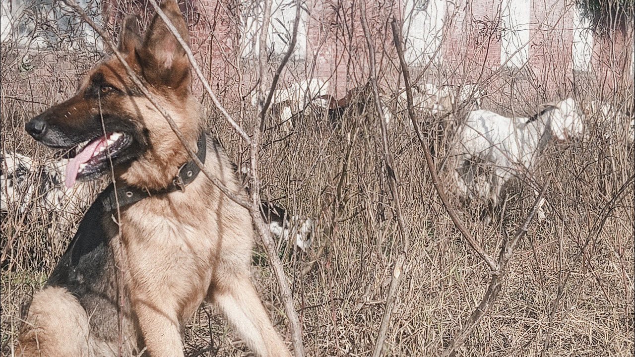 Fresh Greenery! 🌿🐕 | Scouting New Fields with My German Shepherd & The Herd 🐐