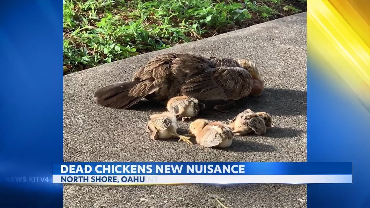 Dead chickens a new nuisance on Oahu's North Shore