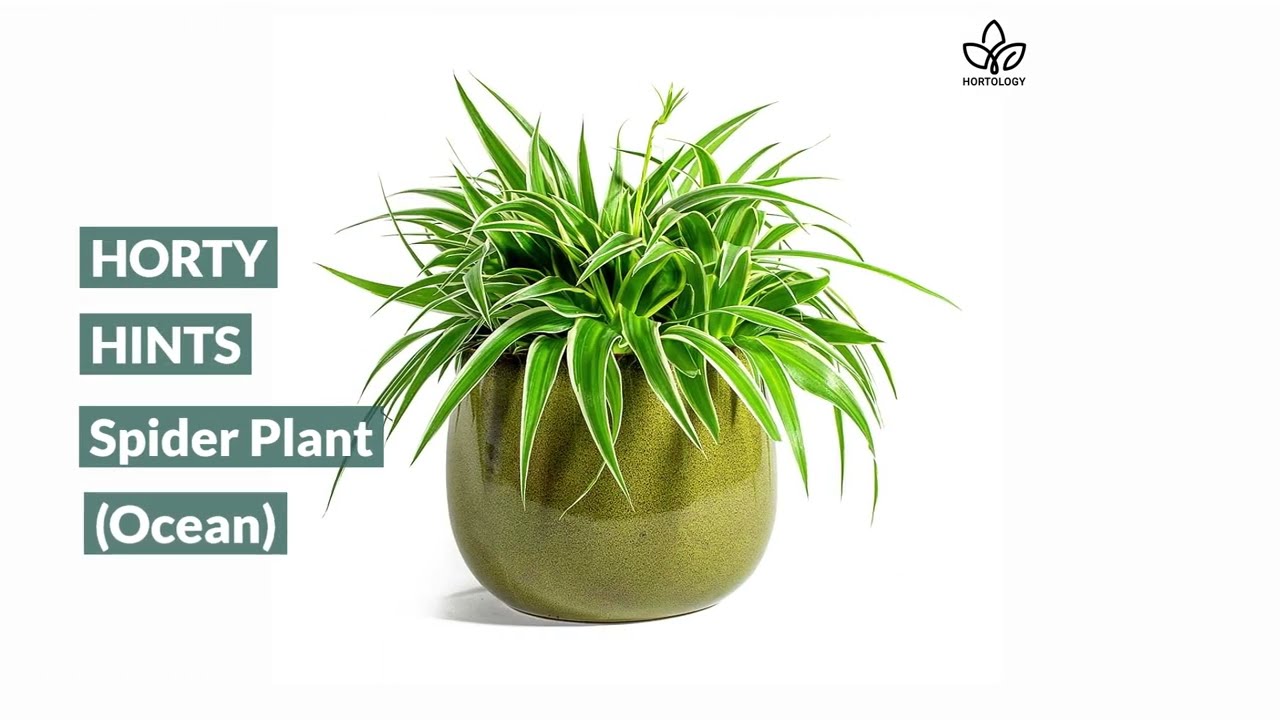 Spider Plant Houseplant Care Tips