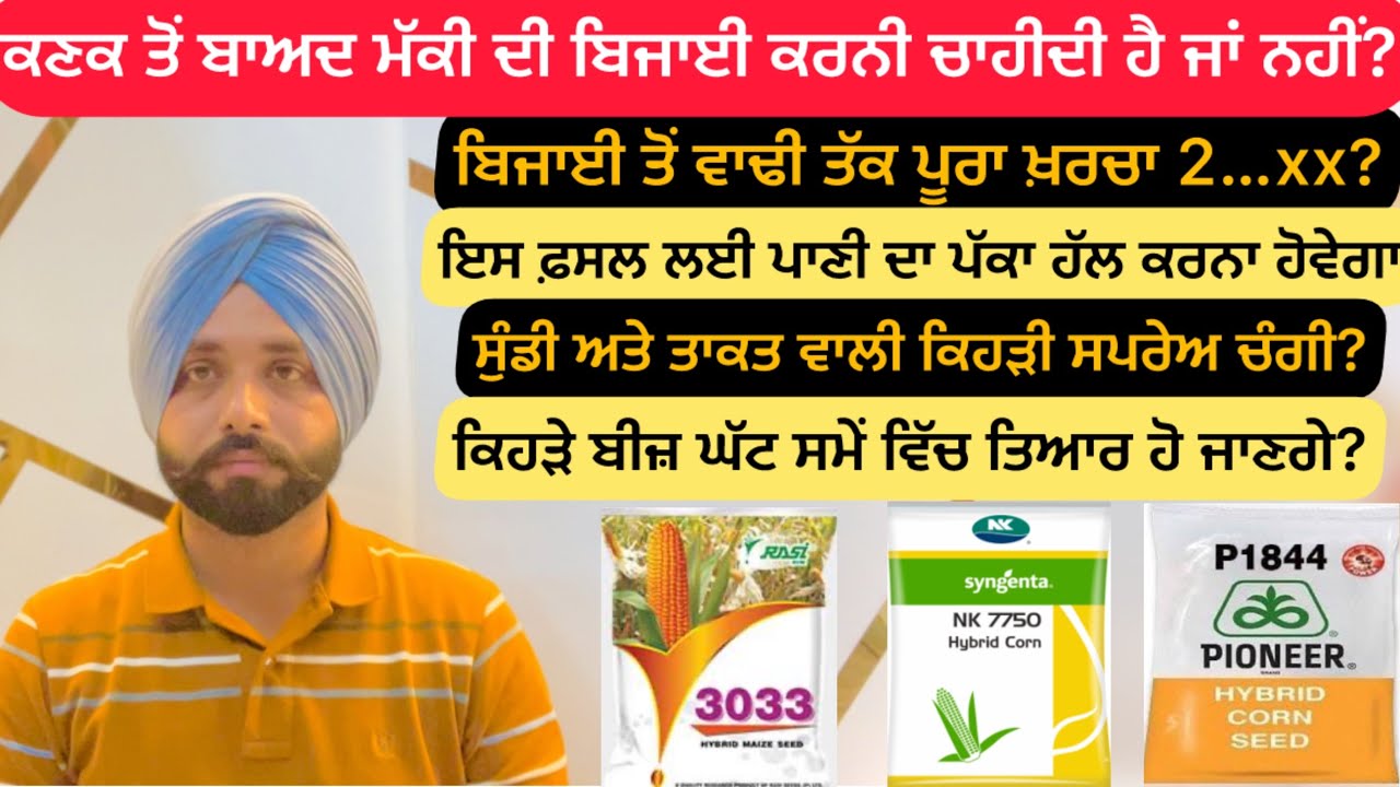 ਕਣਕ ਤੋਂ ਬਾਅਦ ਮੱਕੀ ਦੀ ਬਿਜਾਈ ਕਰਨੀ ਚਾਹੀਦੀ ਹੈ ਜਾਂ ਨਹੀਂ? 🌽Corn Silage 