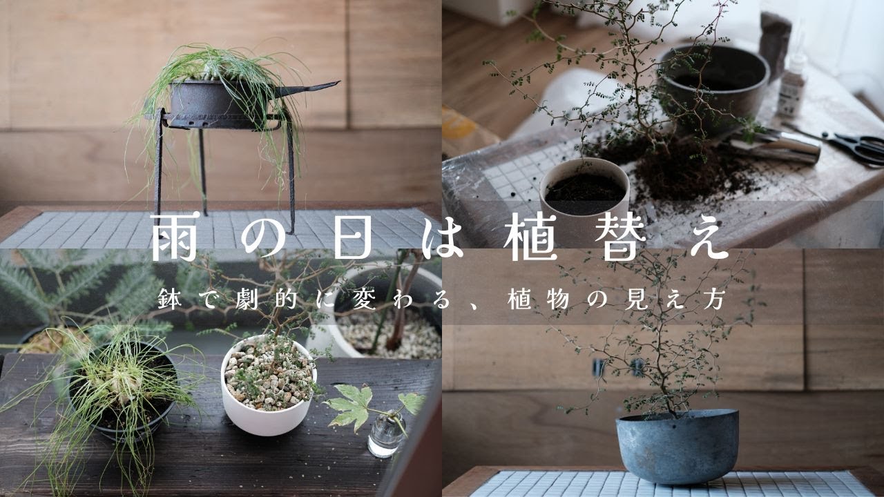 【雨の日はのんびり植替え】変な鉢に植え替えてみた/雨/台風/おうち時間/植替え/ソフォラ/アルブカフミリス/火起こし/五徳/#植物#植替え#ソフォラ #鉢