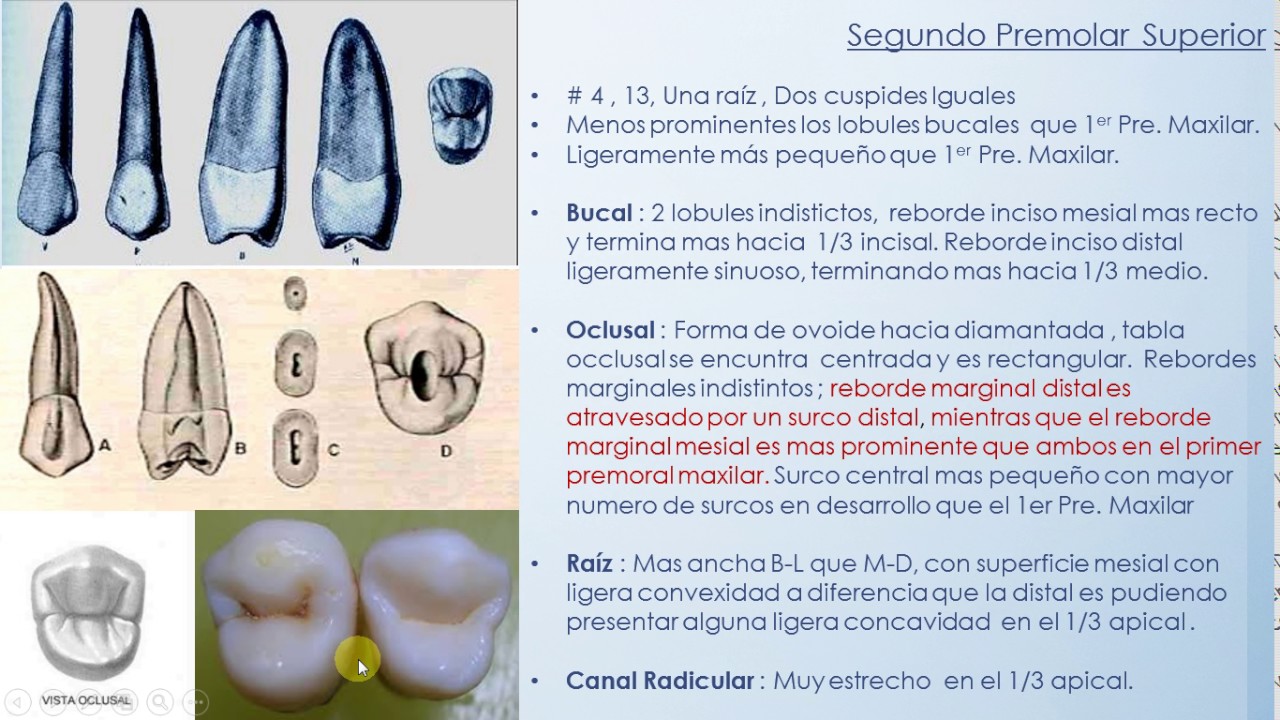 Segundo Premolar Maxilar
