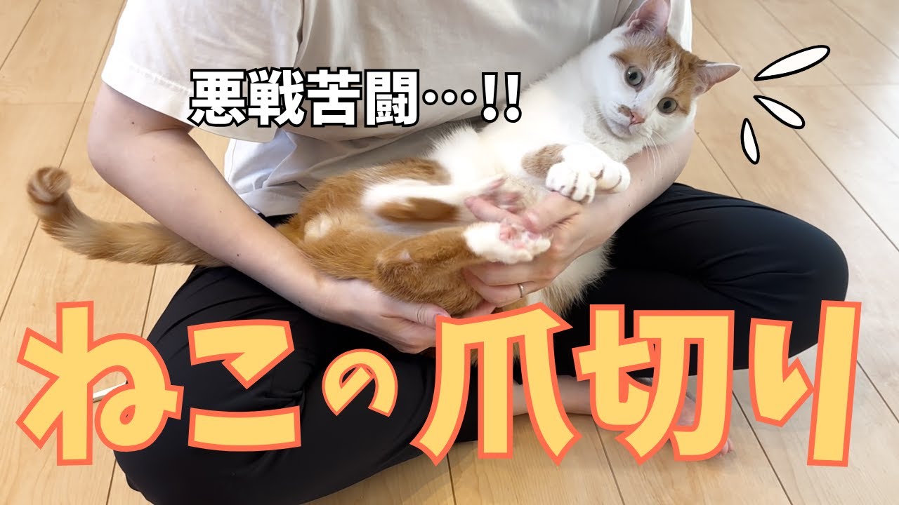 ねこのイヤイヤ爪切り！逃げながらも頑張りました。