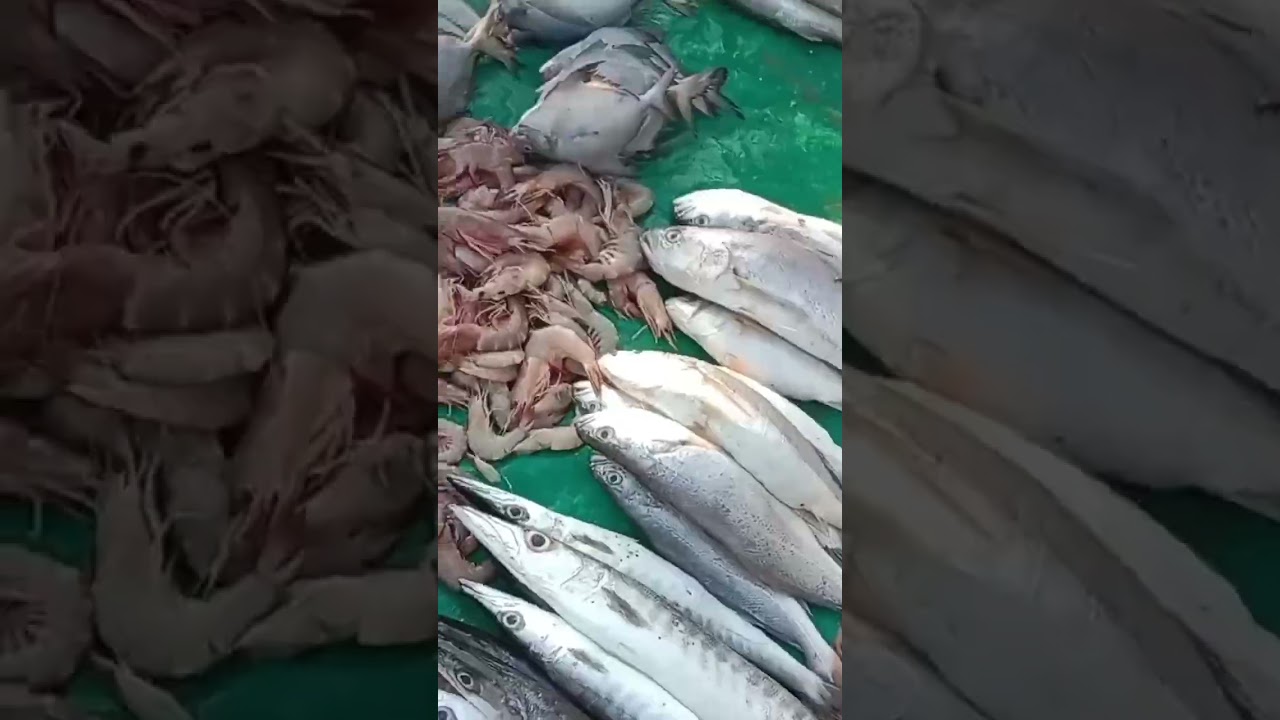 Vodarevu Beach #chirala beach #fisherman's lifestyle #short #shorts #shortsfeed #trending #viral