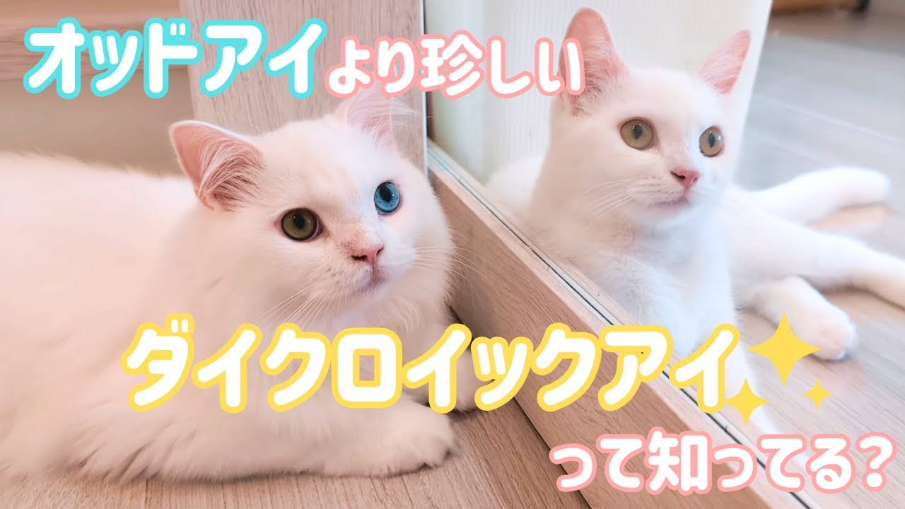 オッドアイより珍しいダイクロイックアイって知ってる？✨ガラス越しにそっくりな白猫兄妹♡