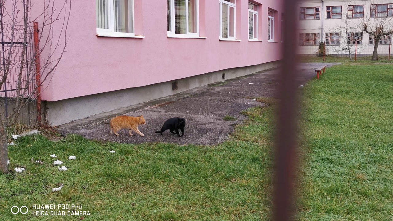 Motanu in calduri partea 1!😂😂😂