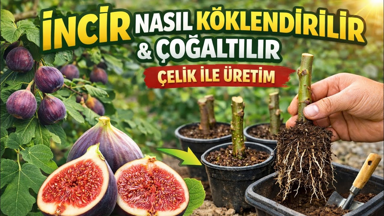 İncir Nasıl Köklendirilir? | Çelikle İncir Çoğaltmanın En Kolay Yolu