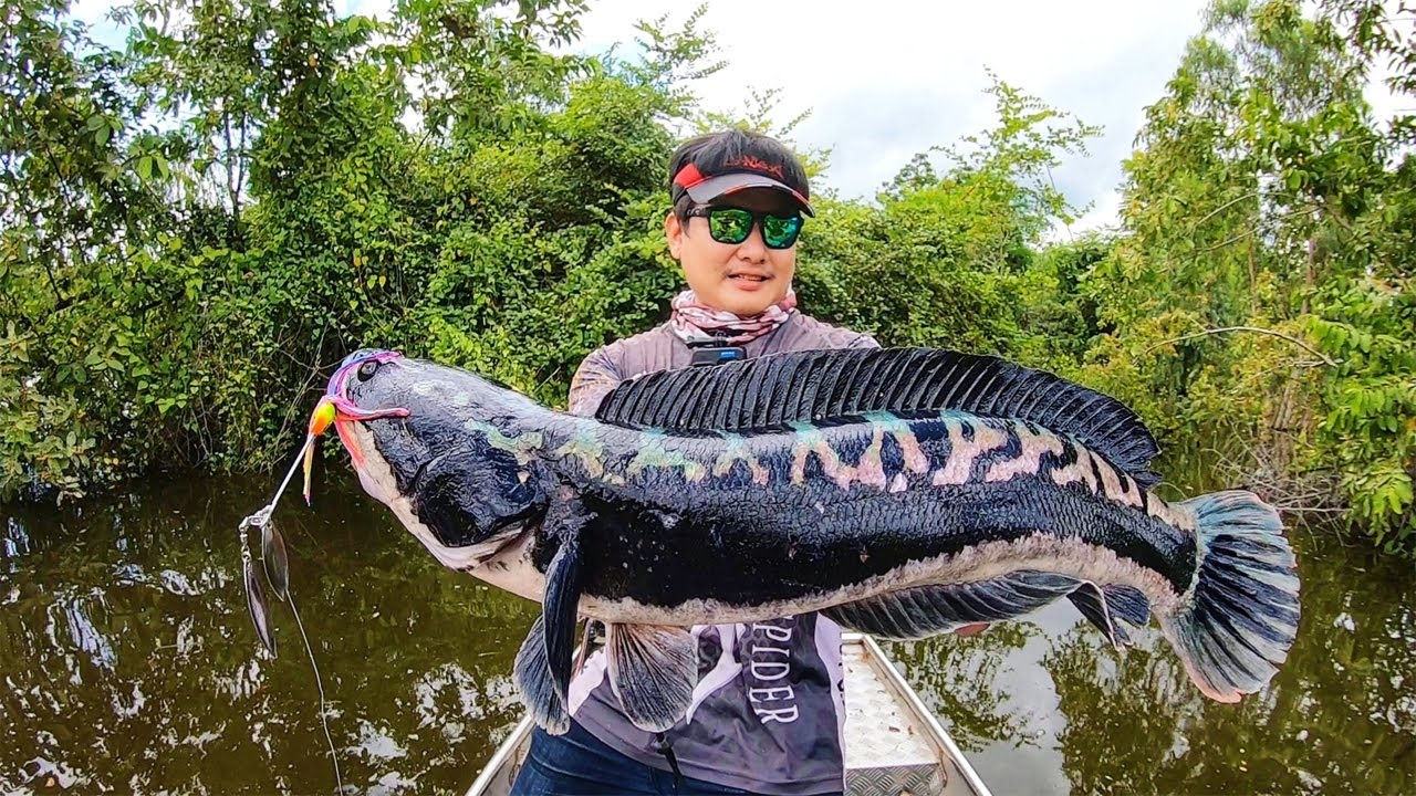 ตกปลาชะโดจิบ ชะโดป่า ชะโดแม่คอก อ่างเก็บน้ำแม่กองค่ายสุโขทัย