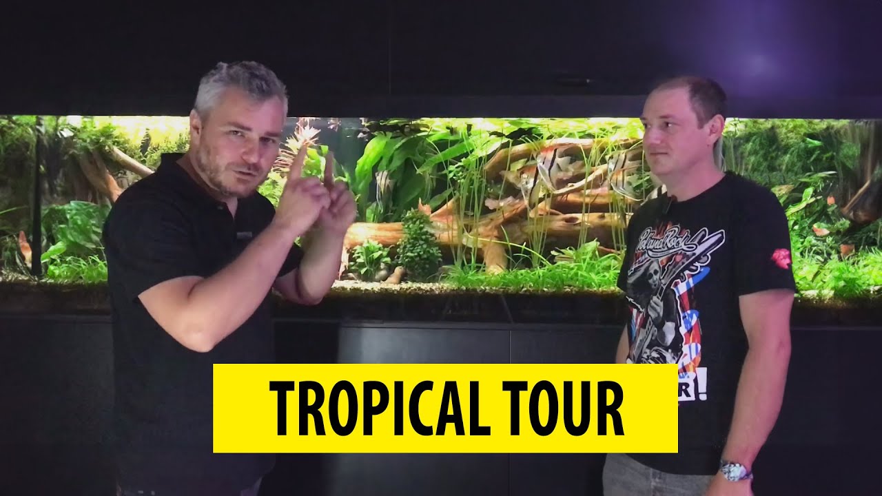 TROPICAL TOUR | Visiting aquarists/Z wizytą u akwaryst&oacute;w &ndash;  @swebo333 ​(ENG SUB)