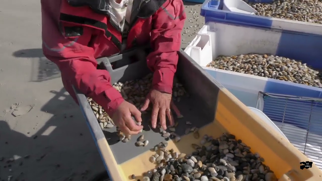 Vidéo pêche de la telline en baie d'Audierne
